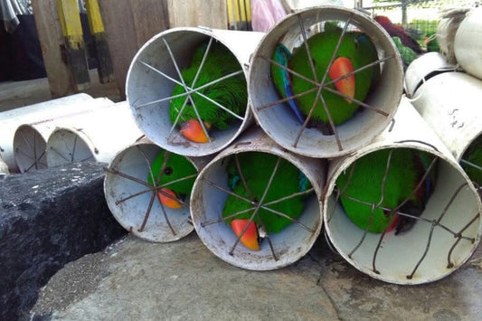 Eclectus In The Wild - Poaching, Habitat Loss, Compromised Gene Pools