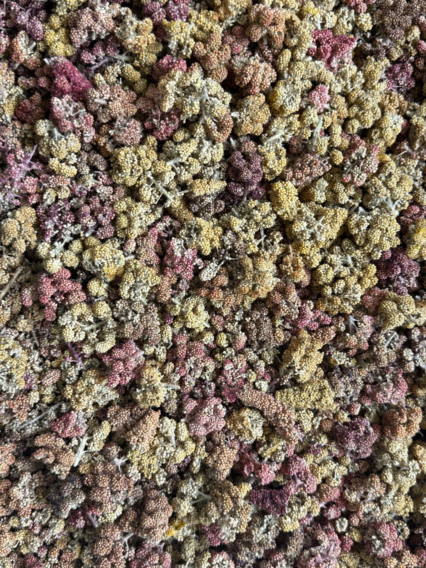 Dehydrated Tropical Fruit Millet Spray