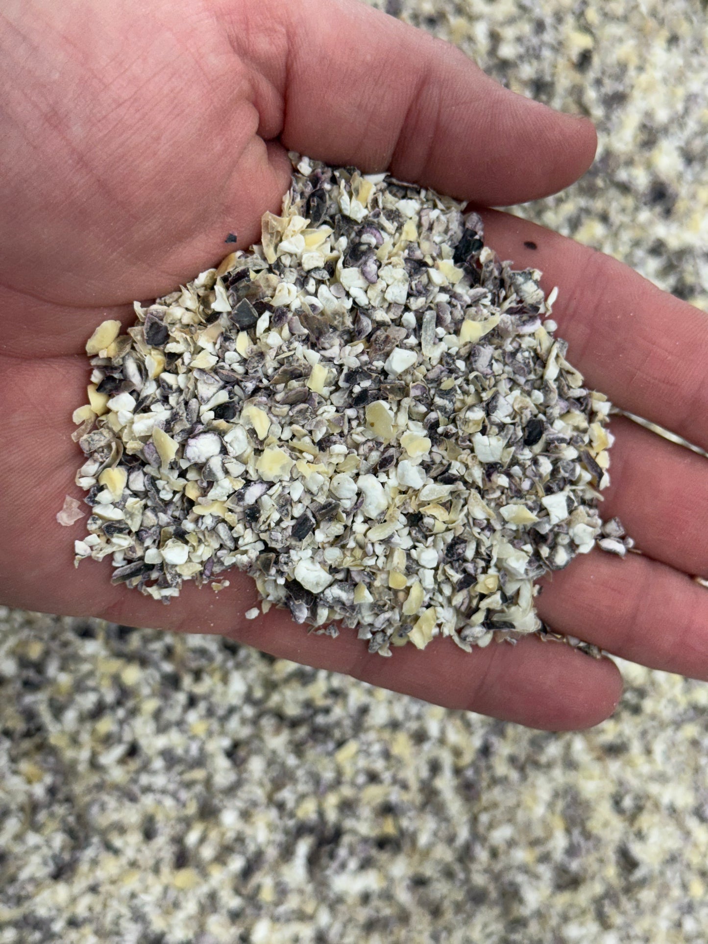 Soak & Serve - Blue & White Cracked Corn