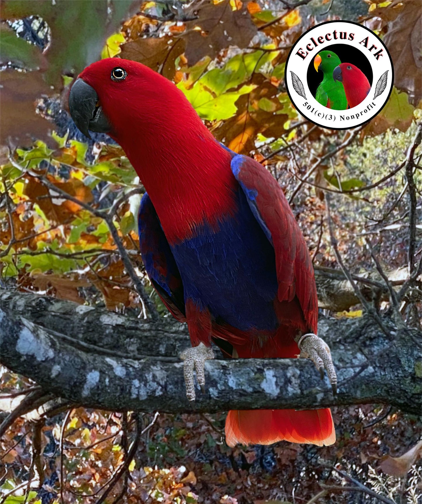 Freeze Dried Multigrain Banana Slices