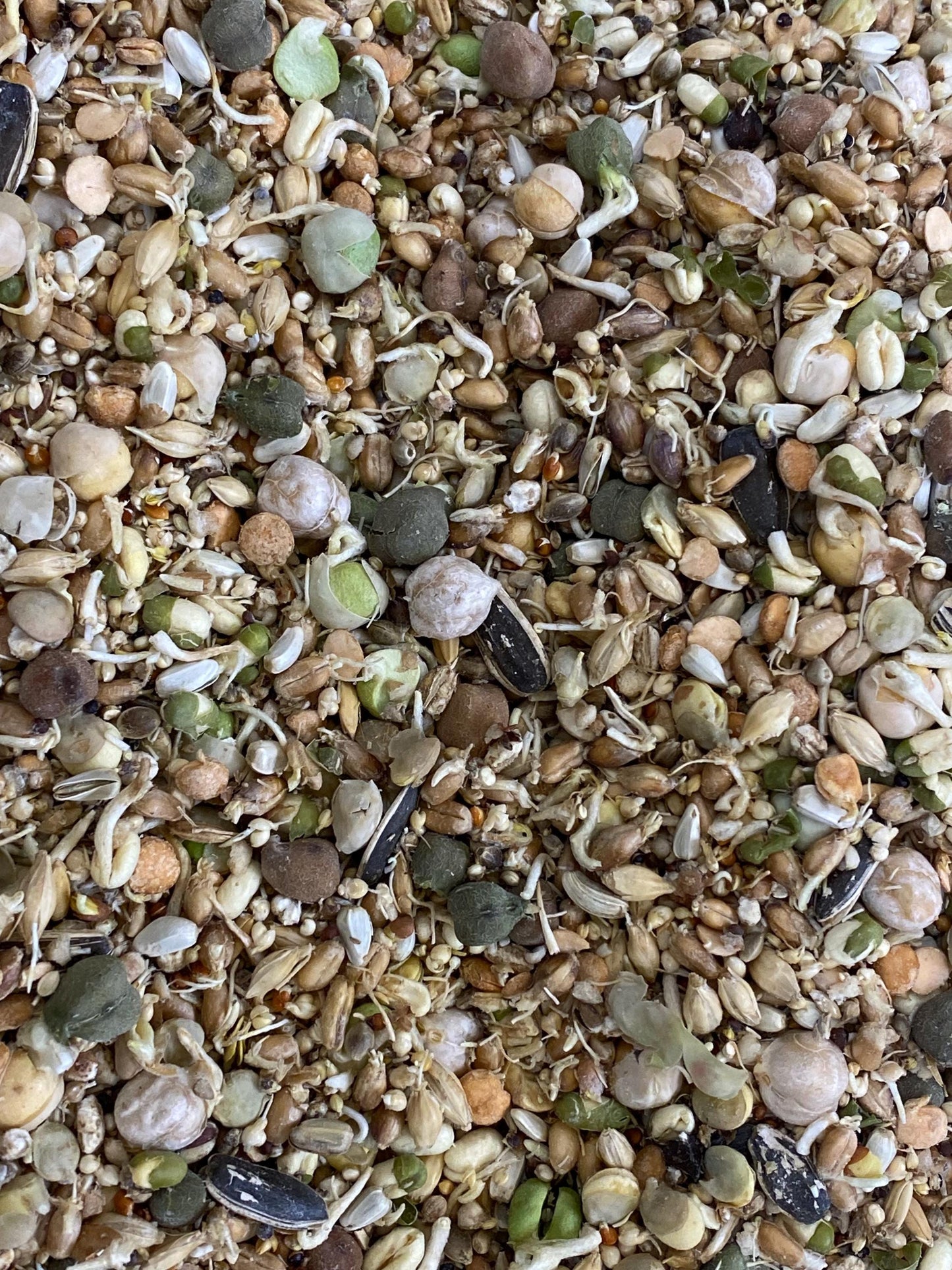 Freeze Dried Sprouts Original 9 oz