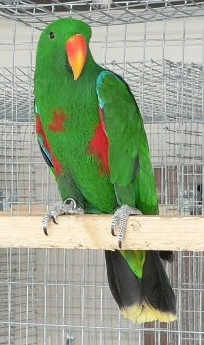 Some birds are bullies !!!