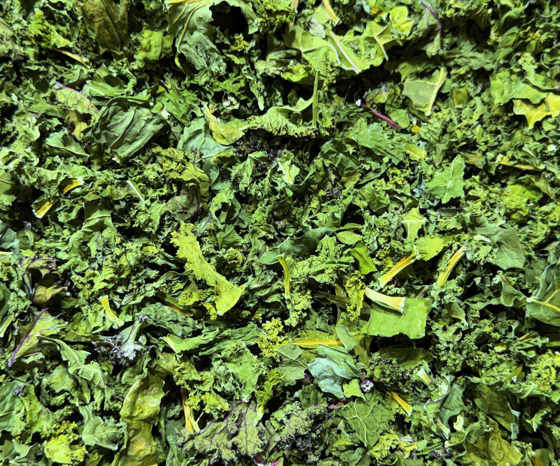Dehydrated Trio Kale Greens parrot treat made with Green Kale, Lacinato Kale, and Red Scarlet Kale, thoroughly washed and dehydrated into crisp crunchy pieces for mixing into seeds, pellets, fresh foods, chop, or serving as a topper. Close Up of Actual Product