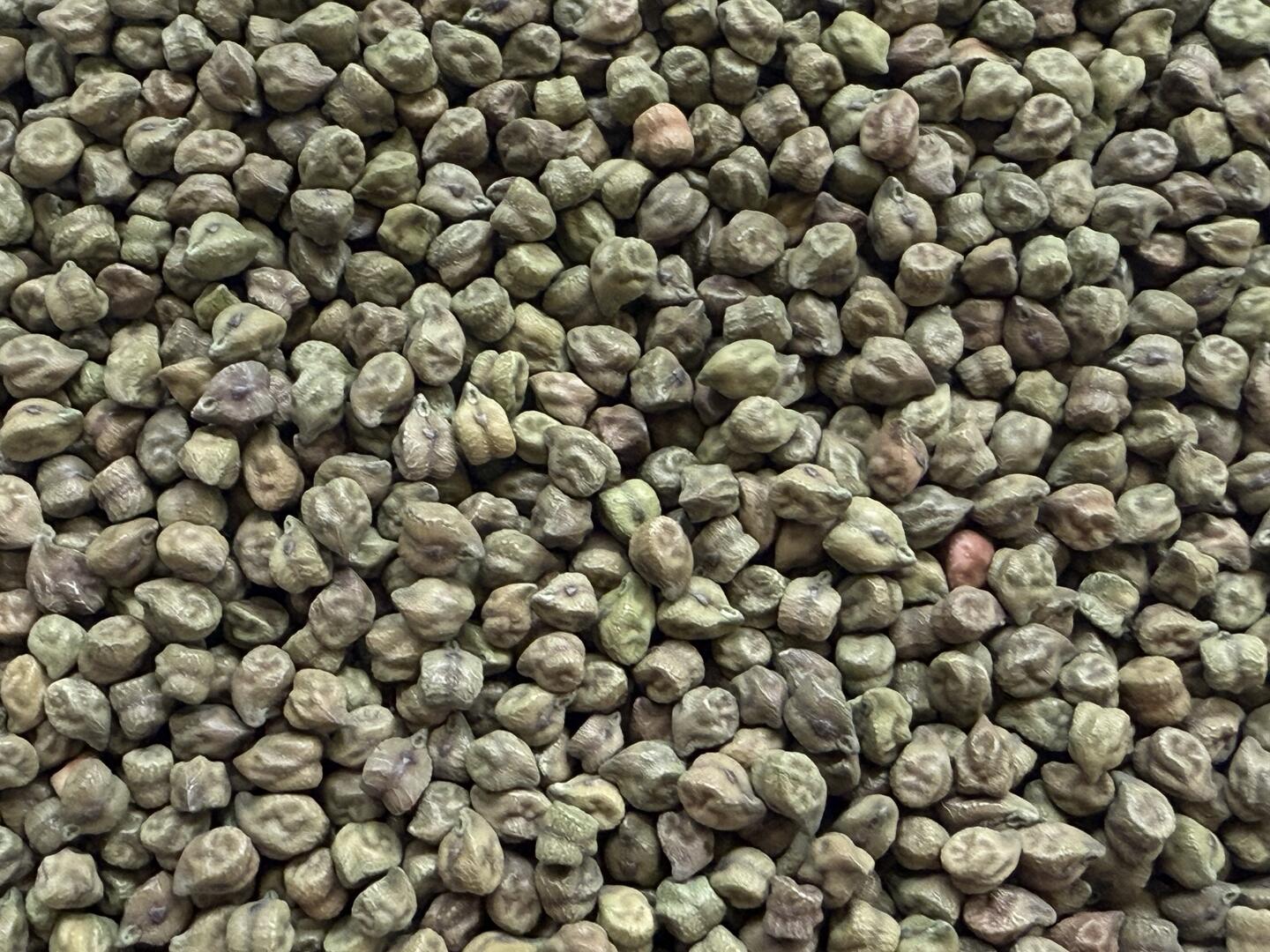 Eclectus Ark dried green chick peas for parrots – soak, sprout, or serve dry for nutritious bird treats”