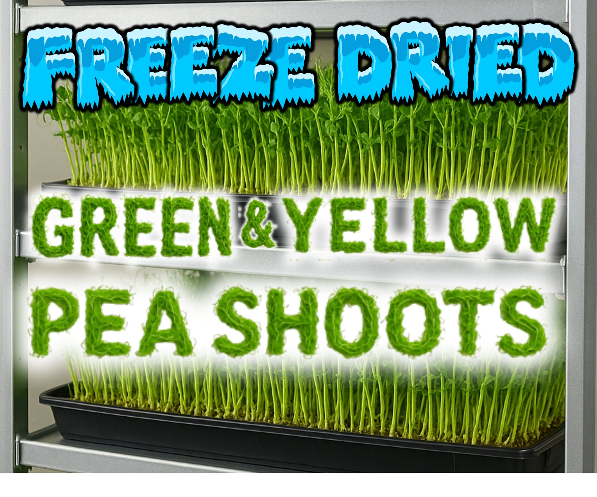 Crisp freeze dried pea shoot microgreens grown hydroponically, packaged as a nutrient-rich green topper for parrots and small birds.