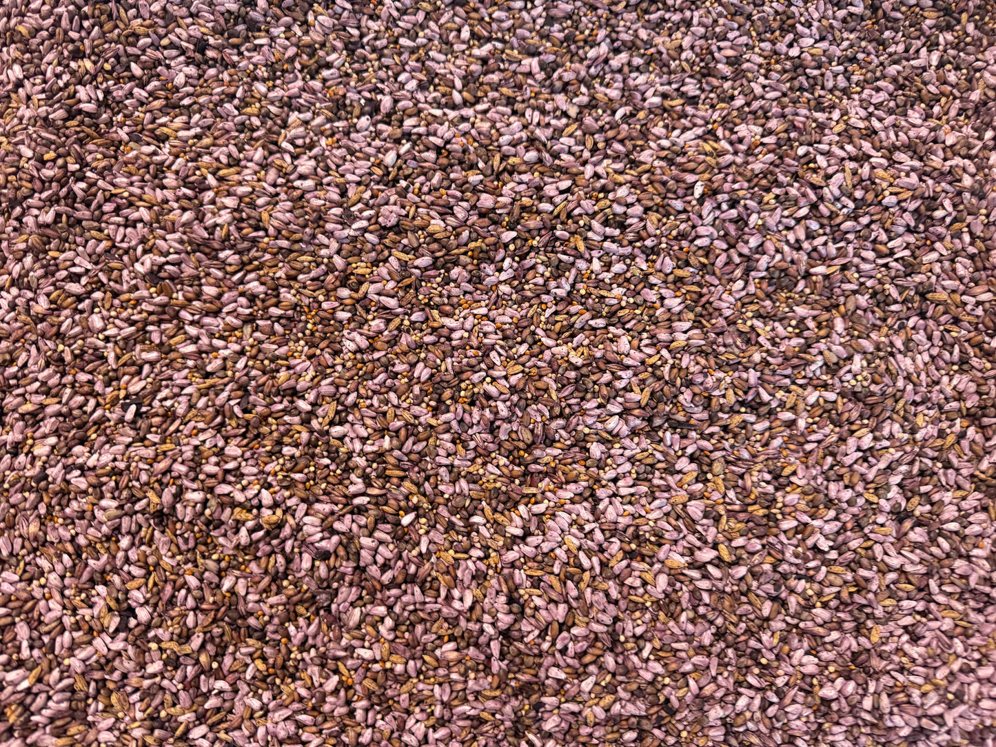 Infused Seeds - No Sunflower - Pick Your Flavor