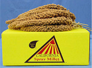 California Golden Spray Millet