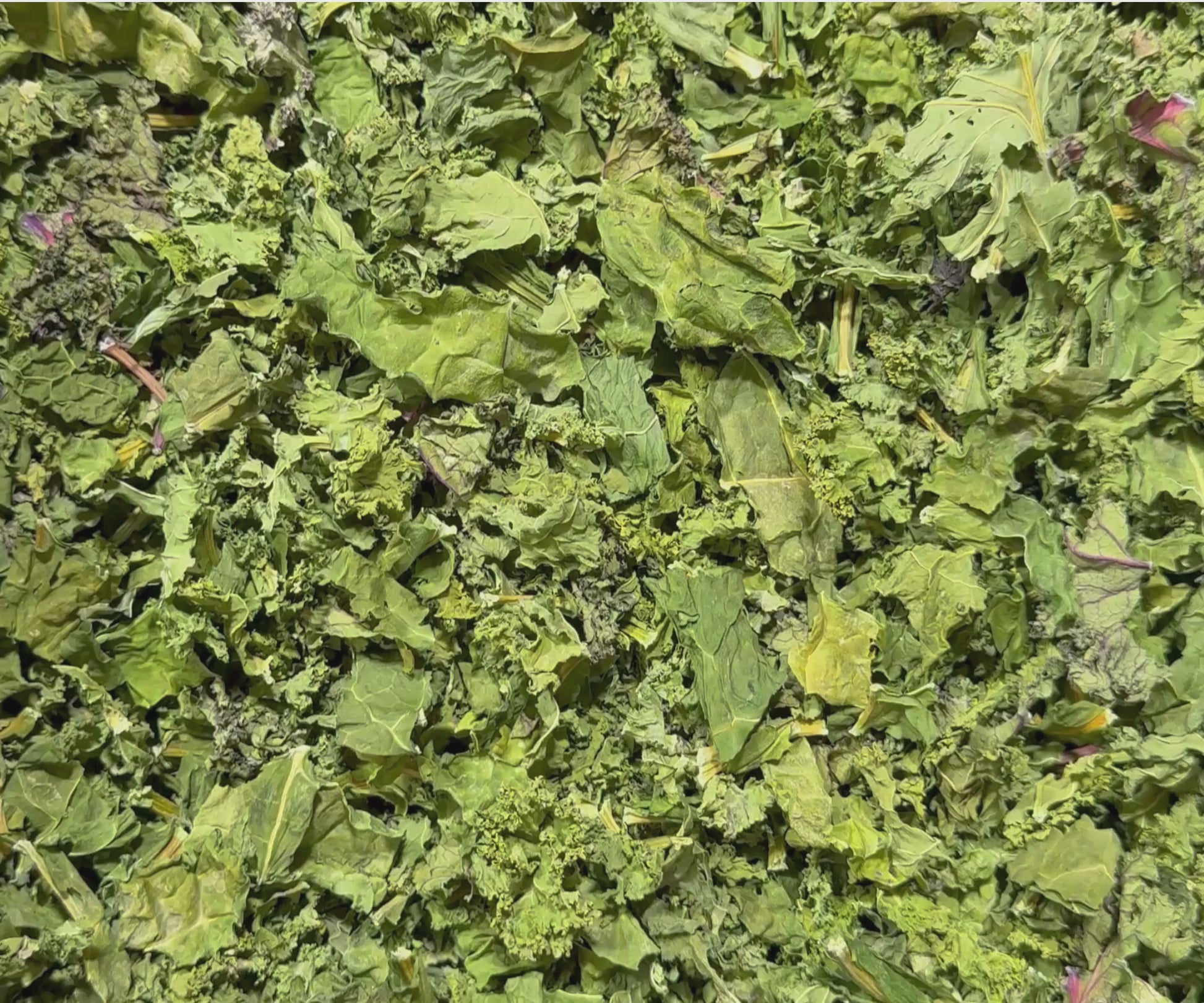 Dehydrated Trio Kale Greens Parrot Treat Product Video